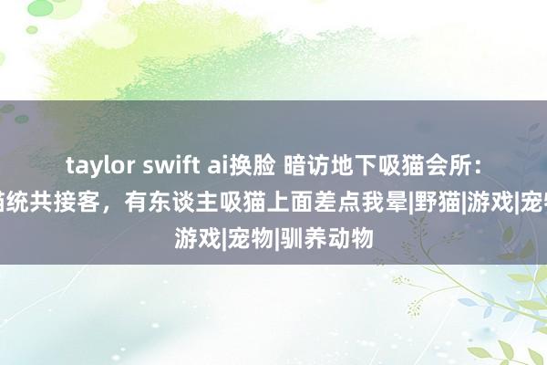 taylor swift ai换脸 暗访地下吸猫会所：36只布偶猫统共接客，有东谈主吸猫上面差点我晕|野猫|游戏|宠物|驯养动物